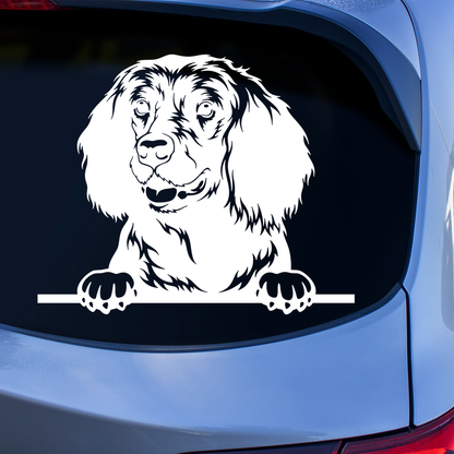 American Water Spaniel Sticker