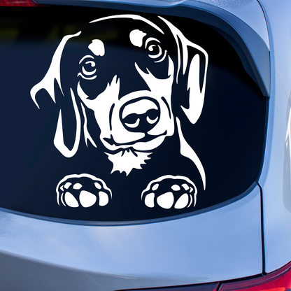 Dachshund Peeping Sticker