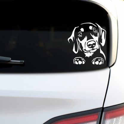 Dachshund Peeping Sticker